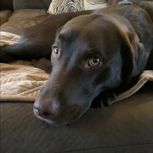 Meet your Posher, David